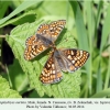 euphydryas aurinia zelenchuk male female 2